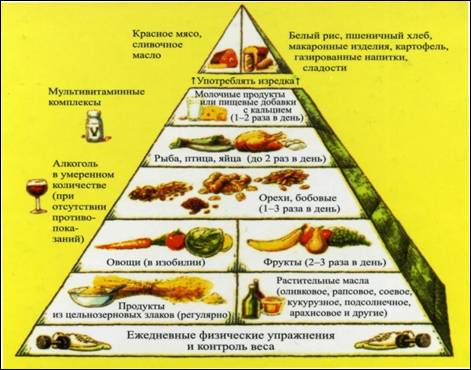 Новая пирамида питания